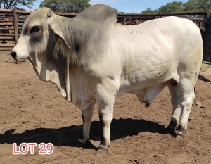 LOT 29 1 x WHITE BRAHMAN BULL Mahata Studs