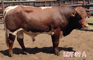 LOT 31A 1 x PINZGAUER BULL Mahata Studs