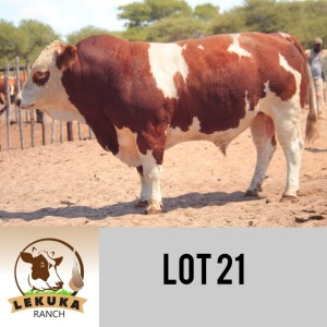 LOT 21 1 x SIMMENTALER BULL Lekuka Studs