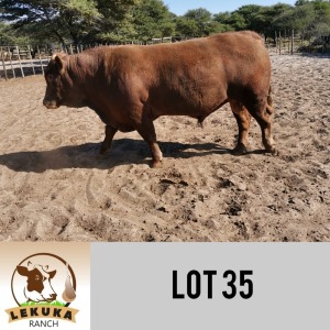 LOT 35 1 x SIMBRA BULL Lekuka Studs