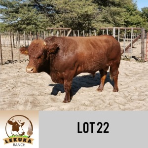 LOT 22 1 x SIMBRA BULL Lekuka Studs