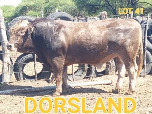 LOT 41 1 x BRAUNVIEH BULL Dorsland Studs