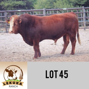 LOT 45 1 x SIMBRA BULL Lekuka Studs