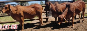 LOT 53 3 x RED BRAHMAN HEIFER Mahata Studs (Pay per animal)