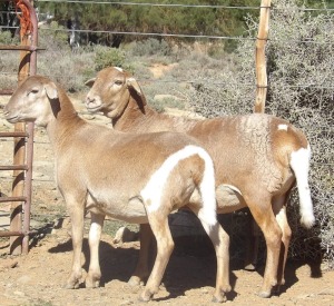 2X OOI/EWE WILGERBOOM MEATMASTERS (Per stuk om lot te neem/Per Piece to take the lot)