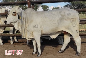 LOT 57 1 x WHITE BRAHMAN HEIFER Mahata Studs