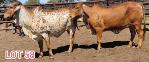 LOT 58 2 x RED BRAHMAN HEIFER Mahata Studs (Pay per animal)