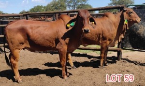 LOT 59 2 x RED BRAHMAN COW Mahata Studs (Pay per animal)