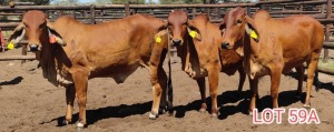 LOT 59A 3 x RED BRAHMAN HEIFER Mahata Studs (Pay per animal)