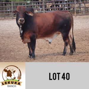 LOT 40 1 x WHITE BRAHMAN BULL Lekuka Studs