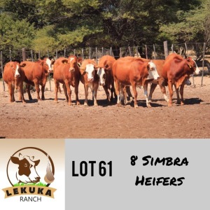 LOT 61 8 x COMMERCIAL HEIFER Lekuka Studs (Pay per animal)