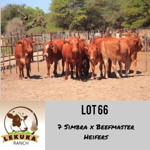 LOT 66 7 x COMMERCIAL HEIFER Lekuka Studs (Pay per animal)