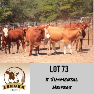 LOT 73 5 x COMMERCIAL HEIFER Lekuka Studs (Pay per animal)