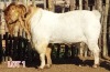 LOT 1 1 x BOER GOAT BUCK Dorsland Studs