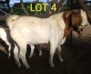 LOT 4 1 x BOER GOAT BUCK Kobus Brown