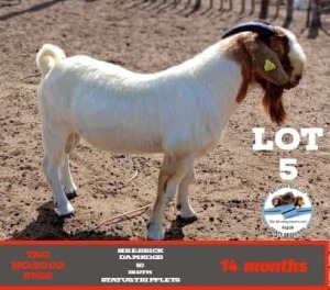 LOT 5 1 x BOER GOAT BUCK Toy Katjiova