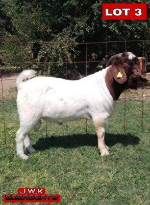 LOT 3 1 x BOER GOAT BUCK J.W. Kotze