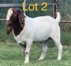 LOT 2 1 x BOER GOAT BUCK Anel Kotze