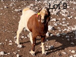 LOT 9 1 x BOER GOAT BUCK Gaba