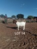 LOT 14 1 x BOER GOAT BUCK John Musakiza