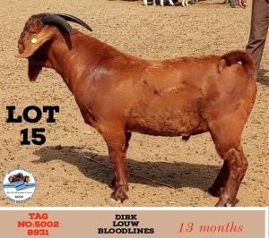 LOT 15 1 x KALAHARI RED BUCK Toy Katjiova