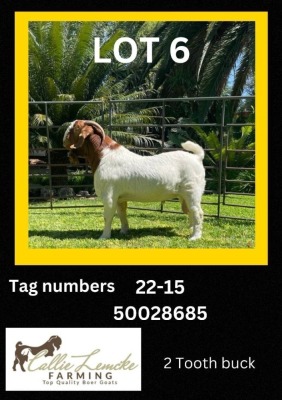 LOT 6 1 x BOER GOAT BUCK Callie Lemcke Farming