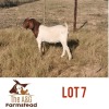 LOT 7 1 x BOER GOAT BUCK Lekuka