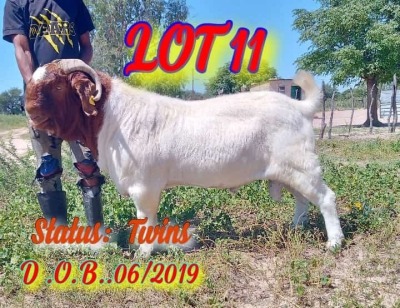 LOT 11 1 x BOER GOAT BUCK Innocent Hulk Bimbo