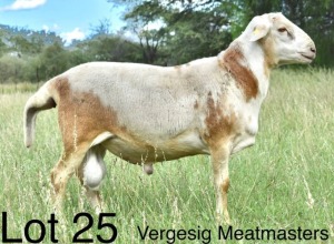 LOT 25 1 x MEATMASTER RAM Corrie Bekker