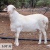 LOT 31 1 x VAN ROOY RAM Jaco Beukes