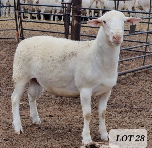 LOT 28 1 x WHITE DORPER RAM Jaco Beukes