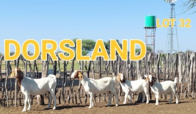 LOT 32 2+2 x BOER GOAT EWE Dorsland (Pay per animal)