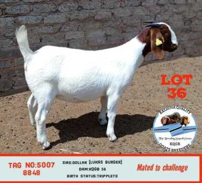 LOT 36 1 x BOER GOAT EWE Toy Katjiova