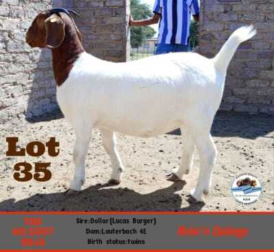 LOT 35 1 x BOER GOAT EWE Toy Katjiova