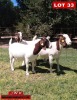 LOT 33 3 x BOER GOAT EWE J.W. Kotze (Pay per animal)