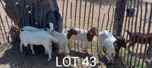 LOT 43 5 x BOER GOAT EWE Tsenene (Pay per animal)