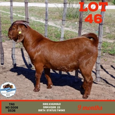 LOT 46 1 x KALAHARI RED BUCK Toy Katjiova