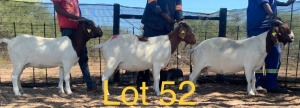 LOT 52 3 x BOER GOAT EWE Anel Kotze (Pay per animal)