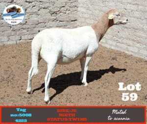 LOT 59 1 x VELDMASTER EWE Toy Katjiova