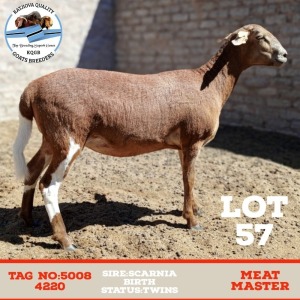 LOT 57 1 x MEATMASTER EWE Toy Katjiova