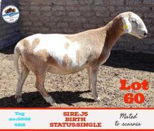 LOT 60 1 x VELDMASTER EWE Toy Katjiova