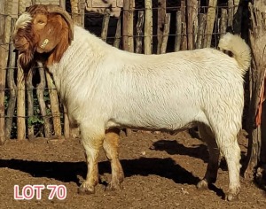 LOT 70 1 x BOER GOAT BUCK Dorsland