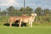 1X OOI/EWE DOUBLE BAR 7 MEATMASTERS - 3