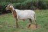 LOT 110 1X MEATMASTER&nbsp;OOIE /EWE RED RIBBON MEATMASTERS - 5