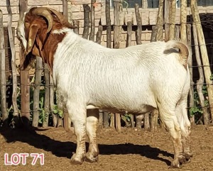 LOT 71 1 x BOER GOAT BUCK Dorsland