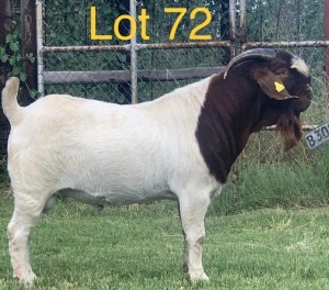 LOT 72 1 x BOER GOAT BUCK Anel Kotze