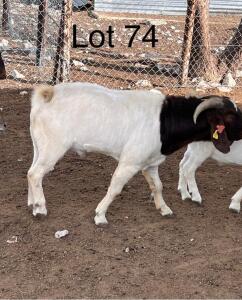 LOT 74 1 x BOER GOAT BUCK Gaba