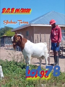 LOT 78 1 x BOER GOAT BUCK Innocent Hulk Bimbo