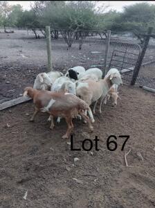 LOT 67 6 x SLAUGHTER SHEEP MALE Gaba (Pay per animal)