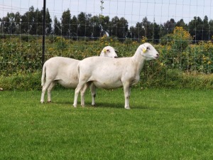 2X OOI/EWE DOUBLE BAR 7 MEATMASTERS (Per stuk om lot te neem/Per Piece to take the lot)